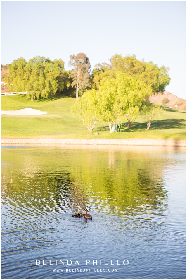 baby ducks swim at Black Gold Country Club in Yorba Linda, CA